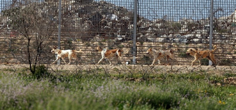 SOCIAL MEDIA OUTCRY: STRAY ANIMALS FEED ON PALESTINIANS LIFELESS BODIES