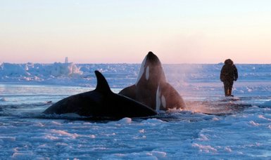 Killer whales trapped in ice off Japanese coast