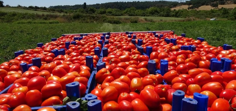 ÇANAKKALE TOMATOES GRANTED GEOGRAPHICAL INDICATION STATUS