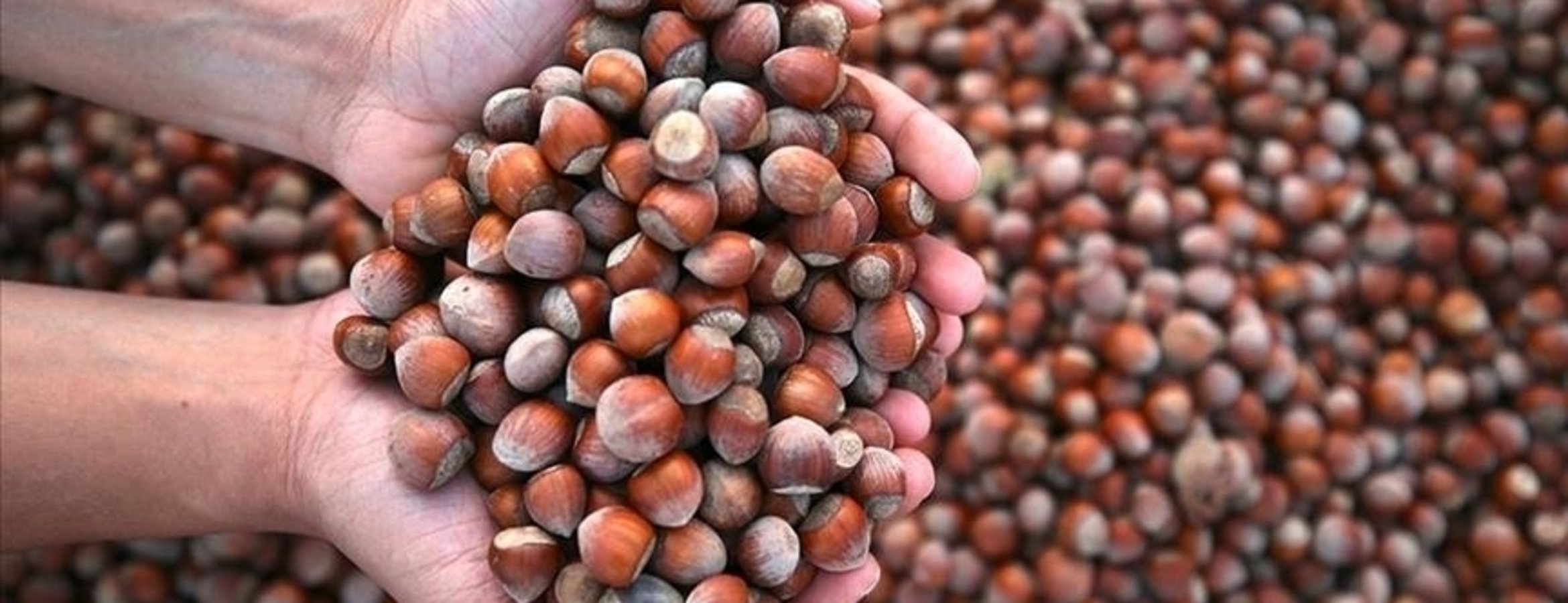 Türkiye 2025’te fındık ihracatından 2,2 milyar doların üzerinde gelir sağladı