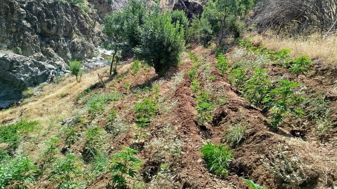 BİNGÖL’DE ZEHİR OPERASYONU