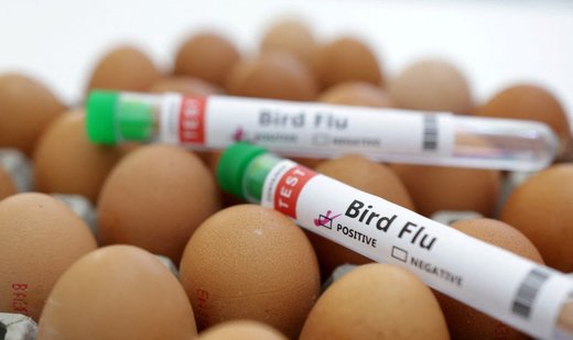 Human cases of bird flu ’an enormous concern’: WHO