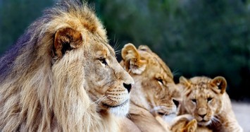 Lions eat rhino poachers in South African game reserve