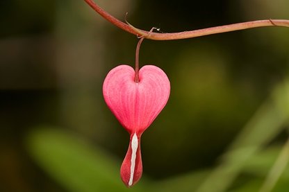 Ruhlara derman 40 hadis-i şerif