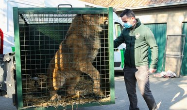 Six lions from Ukraine arrive in Spain, Belgium