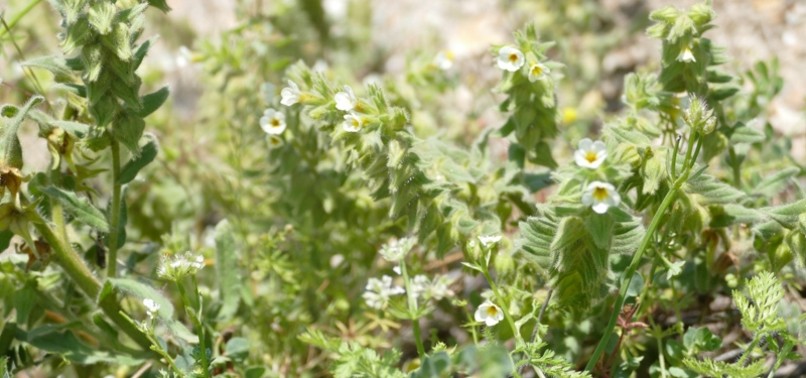 RARE ENDEMIC PLANT SPECIES REDISCOVERED IN TURKEYS AMASYA AFTER 128 YEARS
