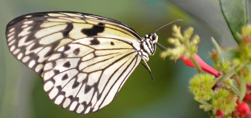 OVER 40 PERCENT OF INSECT SPECIES COULD GO EXTINCT SOON