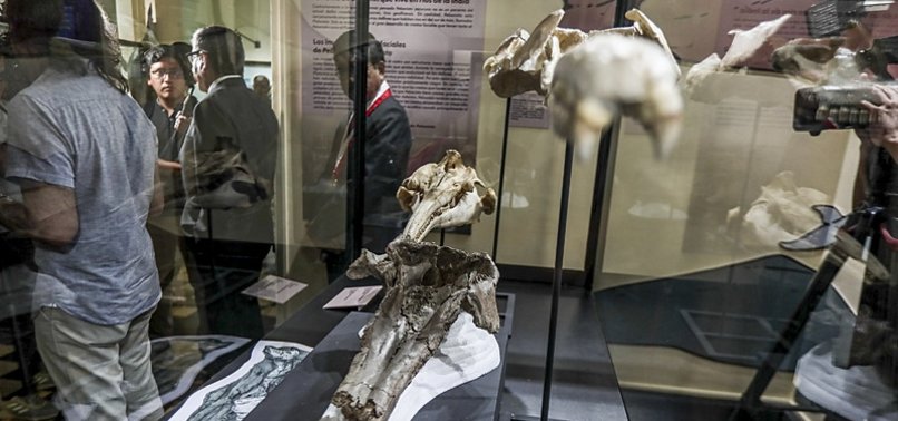 SCIENTISTS FIND FOSSILIZED SKULL OF 16-MILLION-YEAR-OLD RIVER DOLPHIN SPECIES IN PERU