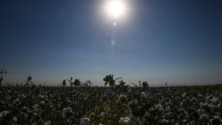 Bakanlıktan ’renkli pamuk’ hamlesi