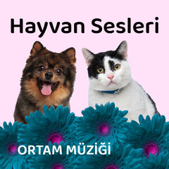 Hayvan Sesleri