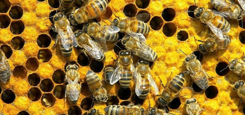 US WINTER WIPED OUT 38% OF HONEYBEE COLONIES: SURVEY