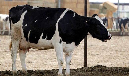 Cows infected with bird flu have died in five U.S. states