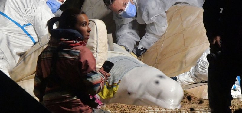 Stranded beluga whale lifted out of France's Seine River after a week
