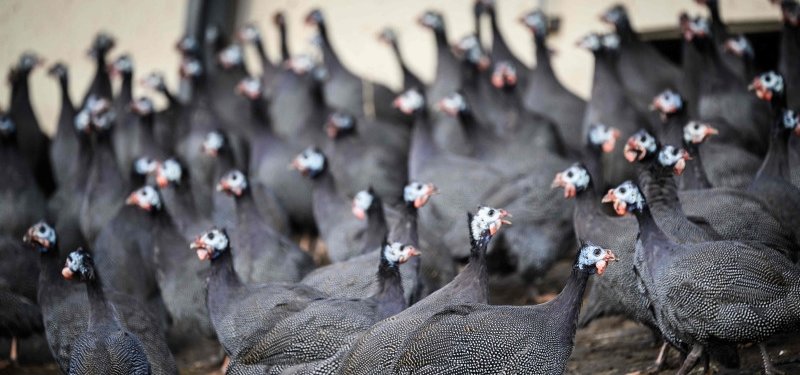 Poland reports bird flu outbreak on farm with 220,000 birds -WOAH