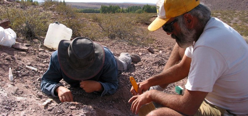 PALEONTOLOGISTS DISCOVER NEW SAUROPOD SPECIES IN ARGENTINA