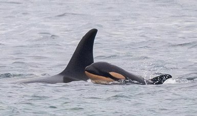 Endangered orca Tahlequah carries ead calf again