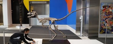 KoleksiyonerlerinyenioyuncaklarıDinozoriskeletleri