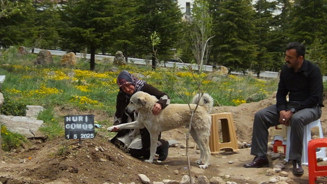 VEFALI KÖPEK