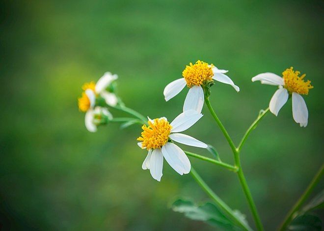 Edebiyatın önemli şairlerinden bahar konulu şiirler