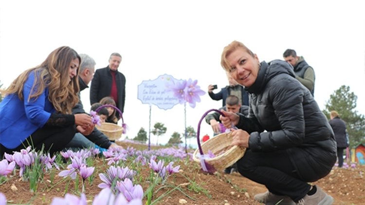 Karabük’te 6. Safran Festivali sona erdi