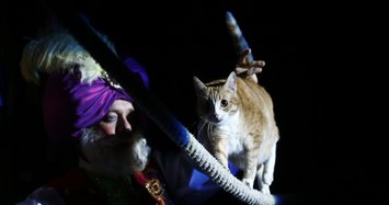 Moscow Cat Theatre invites guests