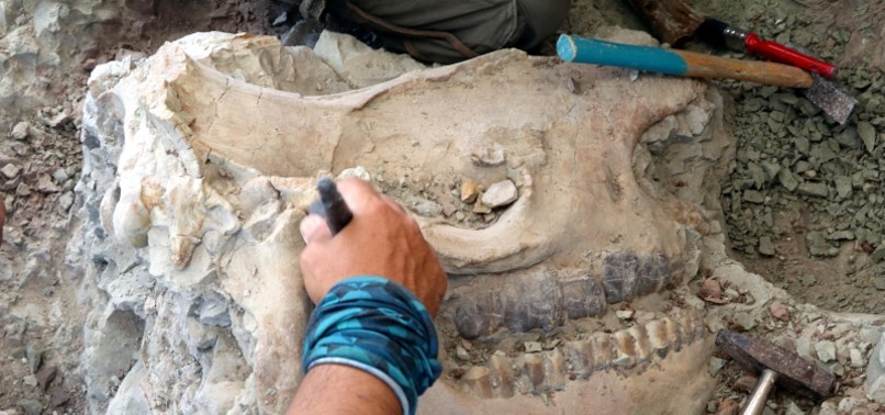 FOSSILS INCLUDING 8.5 MILLION YEAR OLD RHINO SKULL EXCAVATED IN CENTRAL TURKEY’S ÇANKIRI