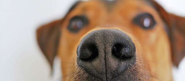 Köpekler kan örneğinde kanseri koklayarak tespit etti