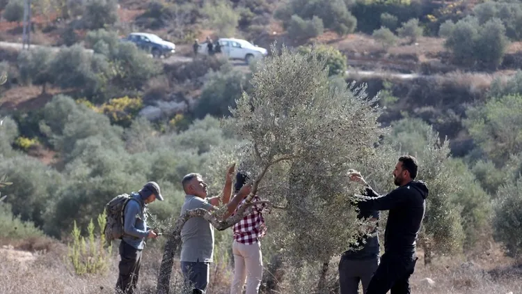 Genocidal Israeli forces intervened against Palestinians trying to harvest olives in the West Bank