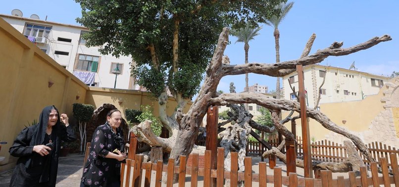 EGYPTS ANCIENT TREE OF THE VIRGIN MARY REOPENS TO VISITORS