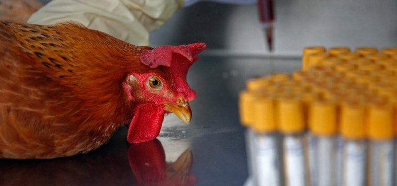 SOUTH AFRICA HIT BY BIRD FLU OUTBREAK