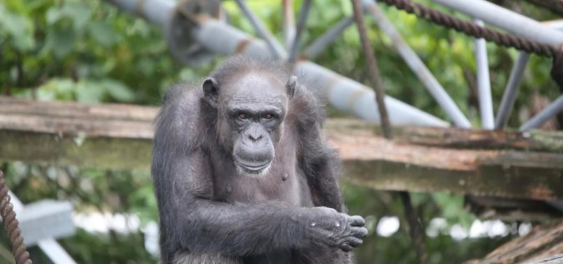 RENOWNED CHIMPANZEE AI DIES AT 49 IN JAPAN
