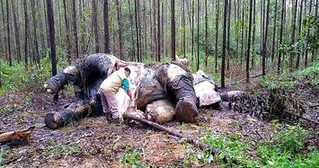 Decapitated Sumatran elephant found dead in Indonesia