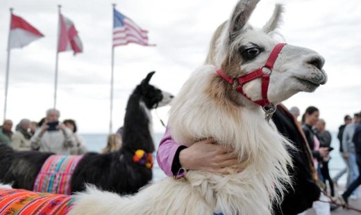 The key to Schizophrenia treatment might be this furry animal