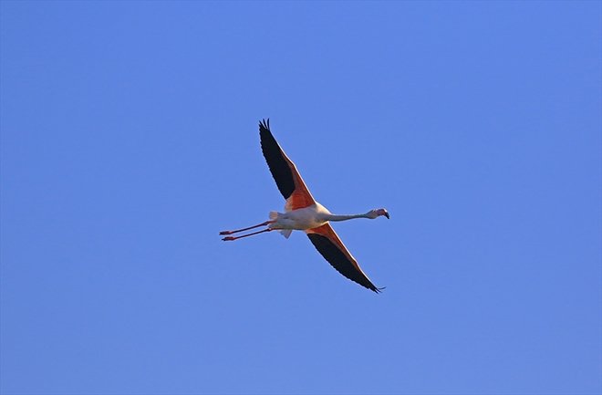 Türkiye’nin kuş cenneti: Acıgöl
