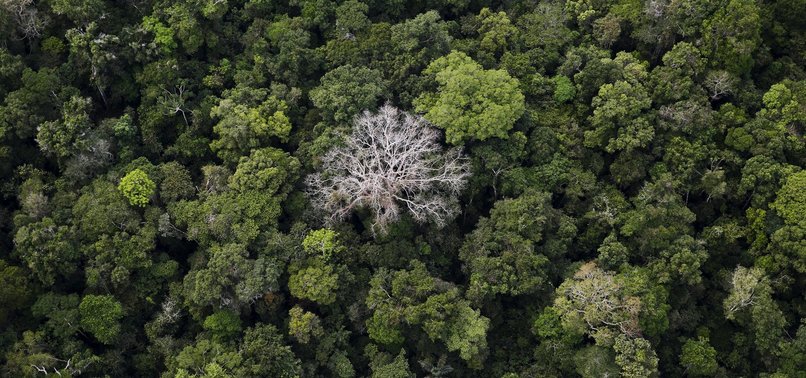 ALMOST 600 PLANT SPECIES HAVE GONE EXTINCT IN LAST 250 YEARS, ALARMING STUDY FINDS