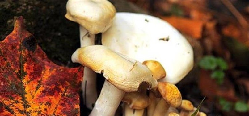 PSYCHEDELIC MUSHROOMS REPORTEDLY CALM CANCER PATIENTS