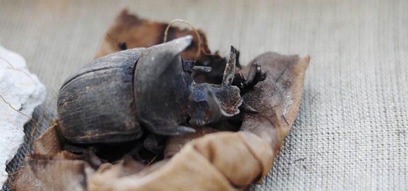 RARE MUMMIFIED SCARAB BEETLES FOUND IN ANCIENT EGYPTIAN TOMBS
