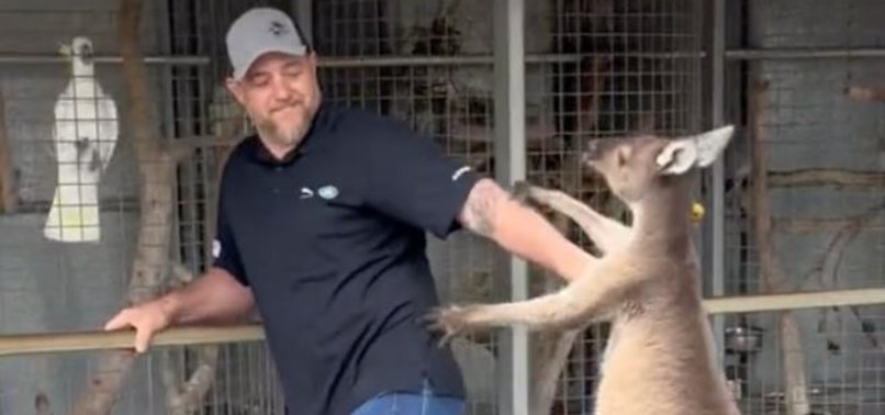 AMERICAN TOURIST ENGAGES IN A FIGHT WITH A KANGAROO AT AUSTRALIAN WILDLIFE PARK