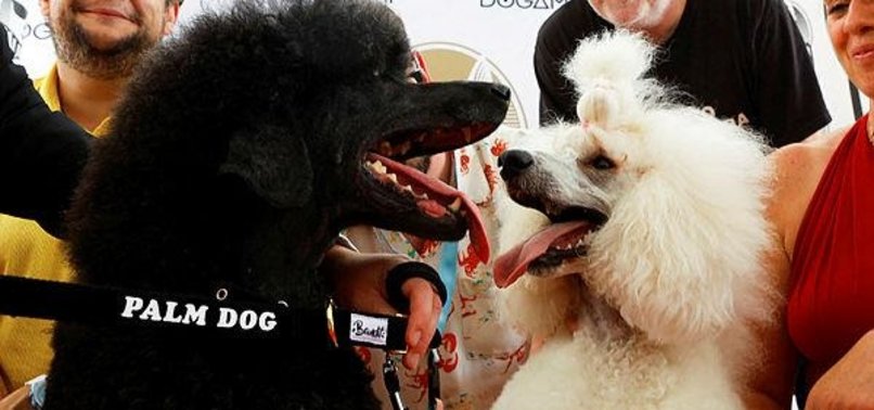 WAR PONY POODLE FETCHES PALM DOG PRIZE AT CANNES