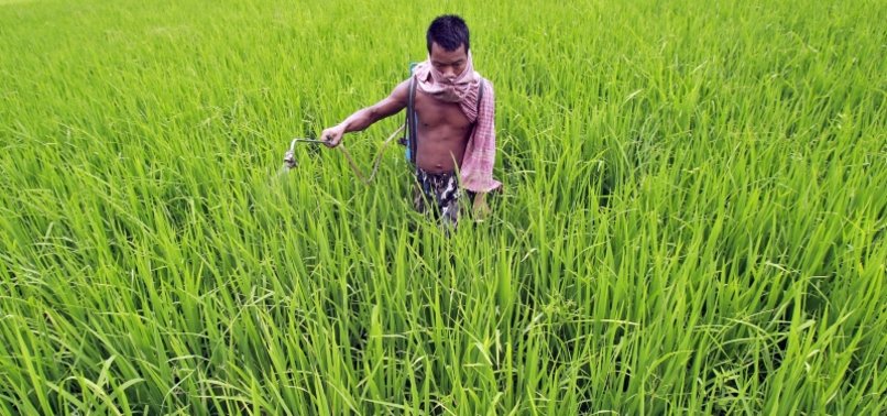 GLOBAL FARMERS FACING FERTILISER STICKER SHOCK MAY CUT USE, RAISING FOOD SECURITY RISKS