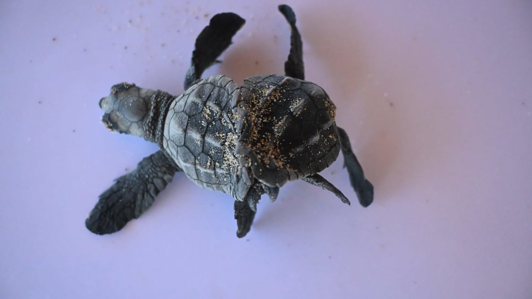 SİYAM İKİZİ YAVRU CARETTA CARETTA GÖRÜNTÜLENDİ