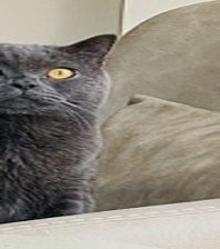 Mişa