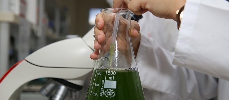 Sakarya Üniversitesi astronot yiyeceği spirulina üretip pazarlıyor