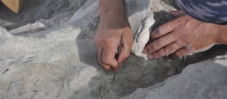 Yeniyaylacık’ta fosiller gün yüzüne çıkarılıyor
