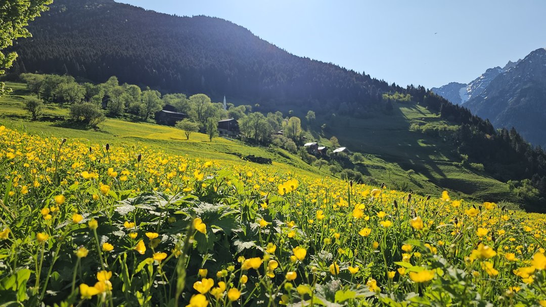 KAÇKARLARIN DOĞA HARİKASI YAYLALARI