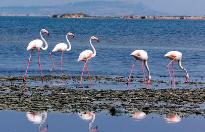 FlamingoAdasınagöçzamanı