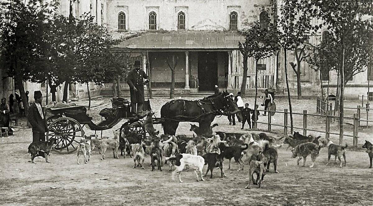 Ecdadımızın tüm dünyaya emsal teşkil eden hayvan sevgisi