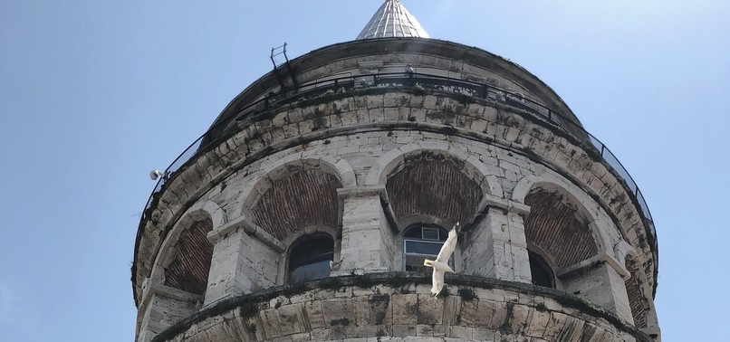 HUNGRY SEAGULL BECOMES A REGULAR AT GALATA TOWER