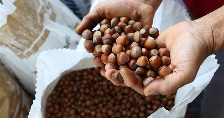 Yılın ilk çeyreğinde 2 bin 784 ton fındık ihraç edildi