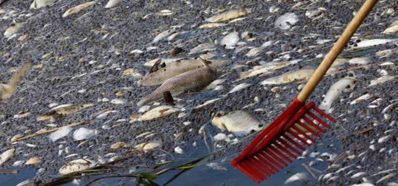 FEAR FOR FUTURE AFTER MASS DIE-OFF OF FISH IN POLANDS ODER RIVER